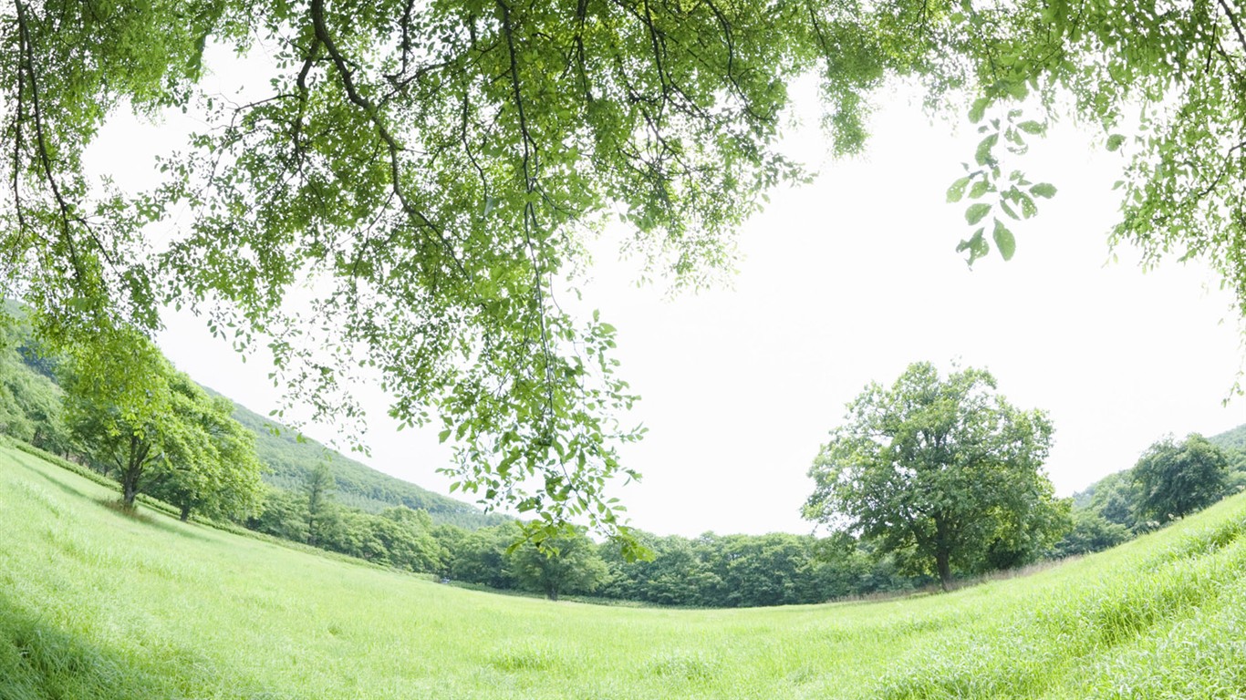 Green Grass wallpaper (1) #20 - 1366x768