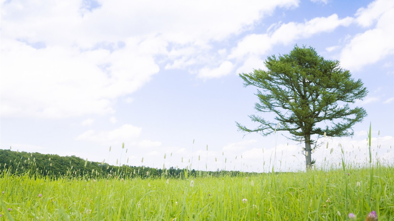 Green Grass wallpaper (2) #1 - 1366x768