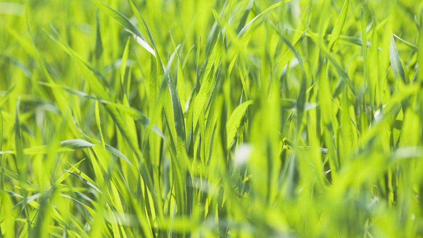 绿色草地(二)2 - 1366x768