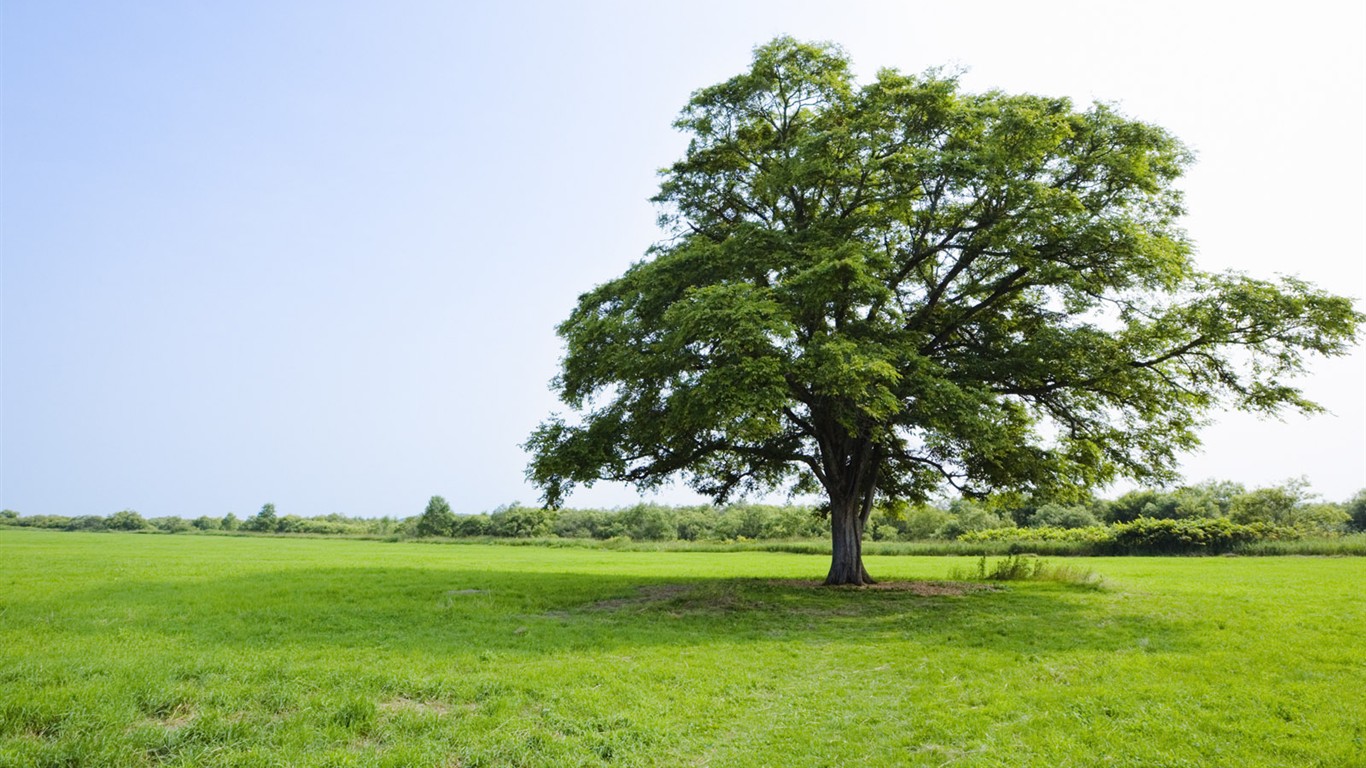 zelená tráva tapetu (2) #4 - 1366x768