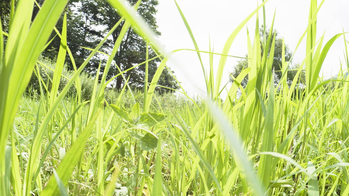 Green Grass wallpaper (2) #5 - 1366x768