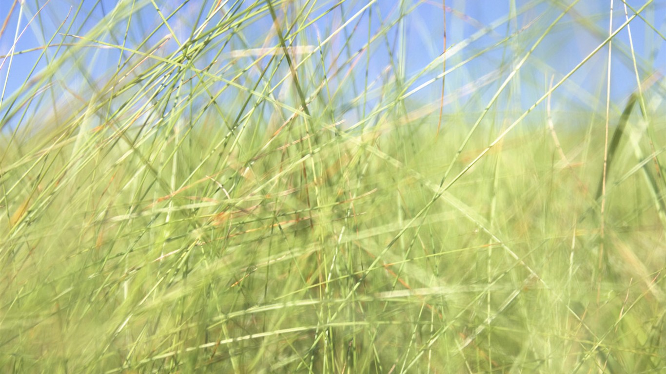 綠色草地(二) #12 - 1366x768