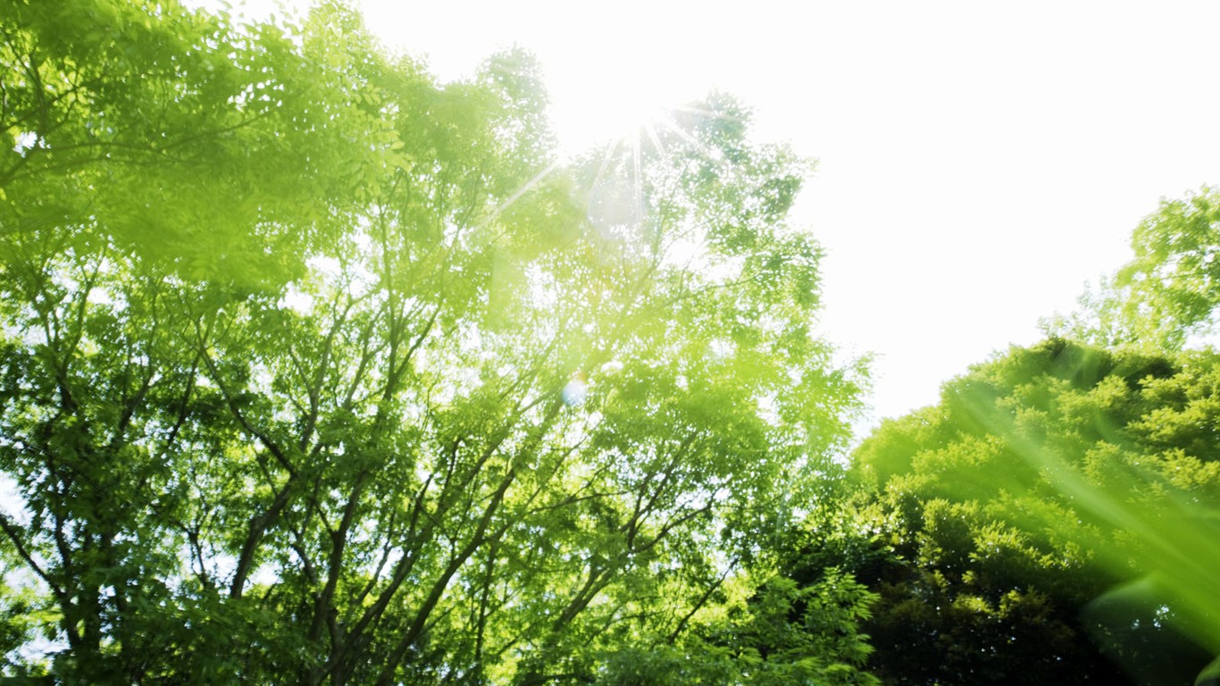 綠色草地(二) #14 - 1366x768