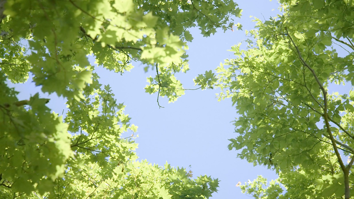 綠色草地(二) #15 - 1366x768