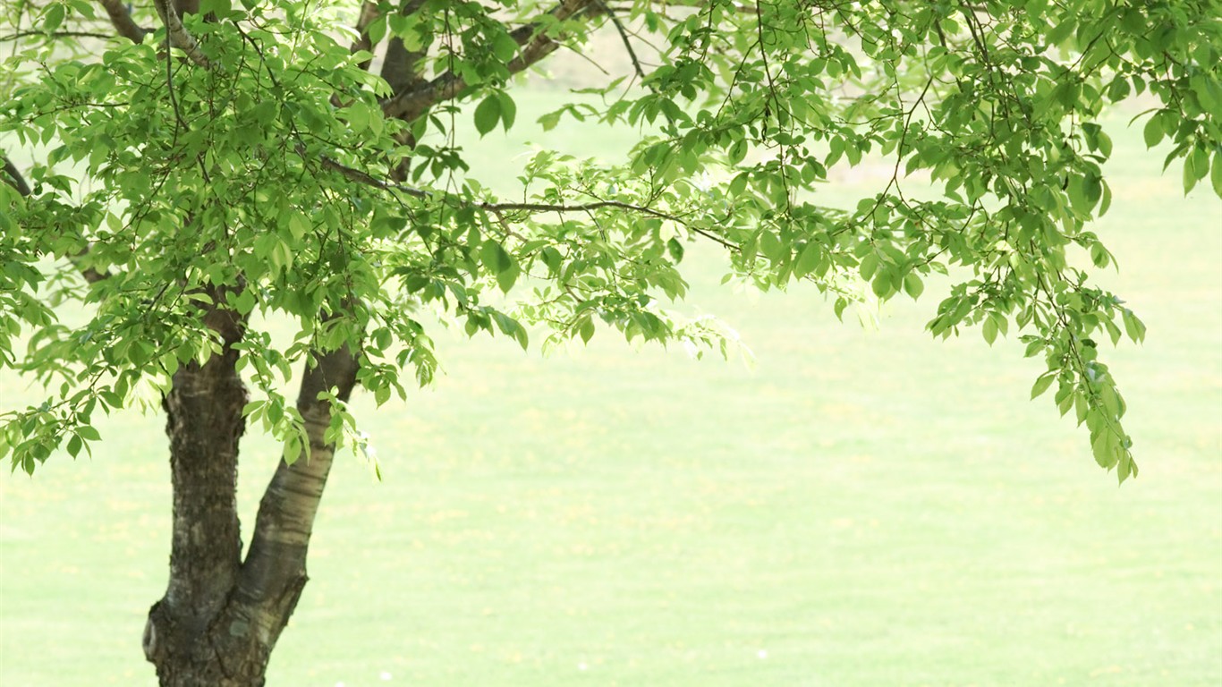 Green Grass wallpaper (2) #19 - 1366x768