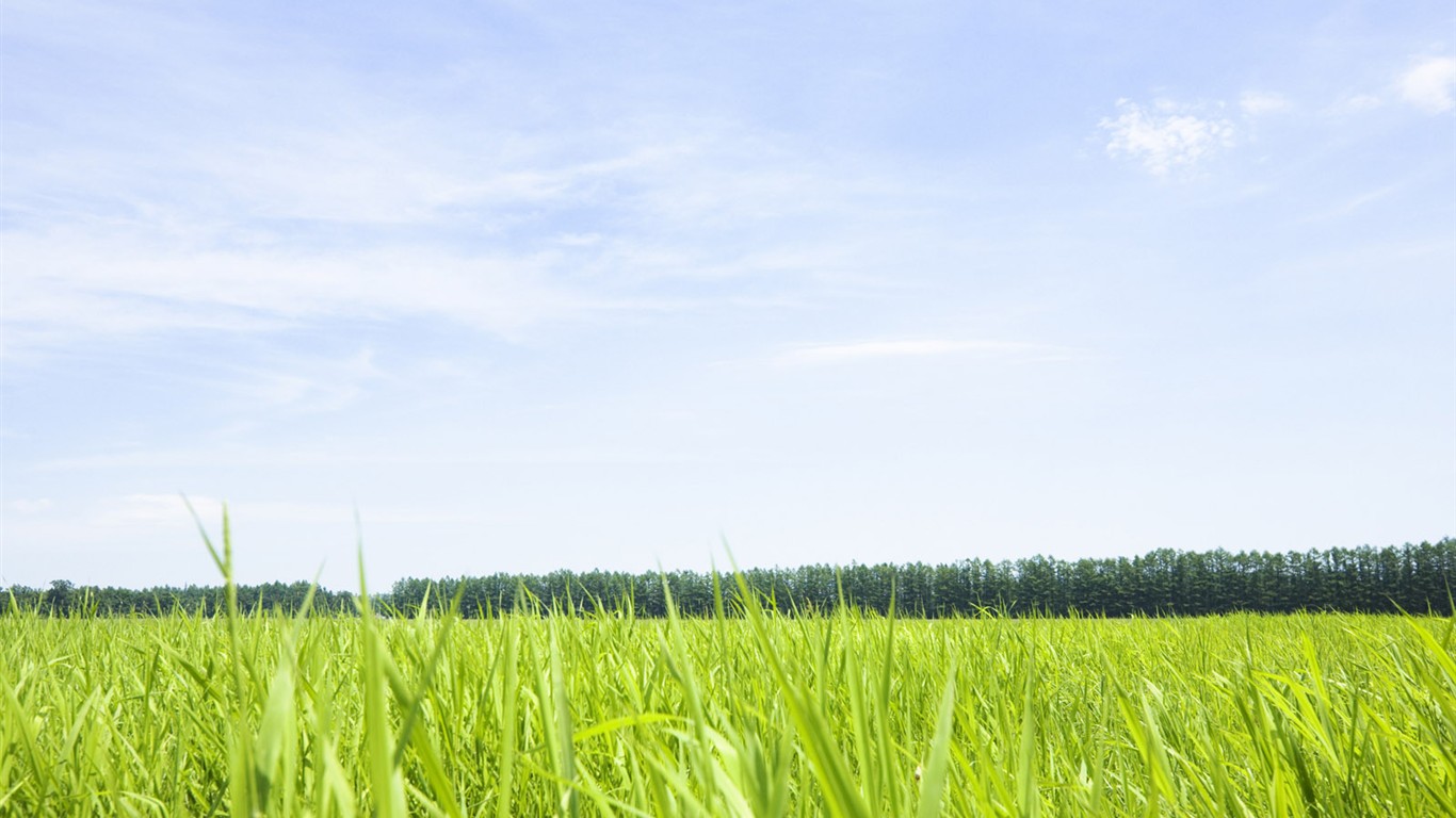 Green Grass fondo de pantalla (3) #6 - 1366x768