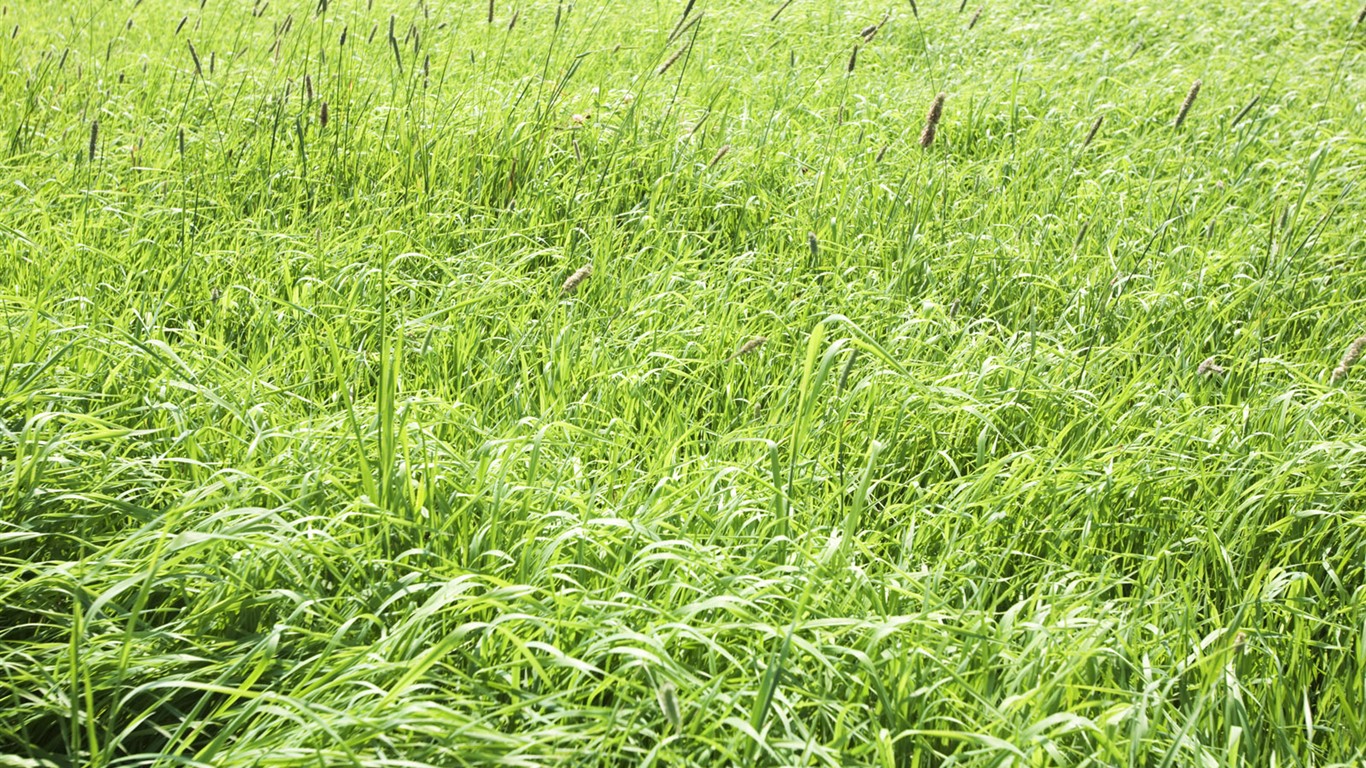 Green Grass fondo de pantalla (3) #19 - 1366x768