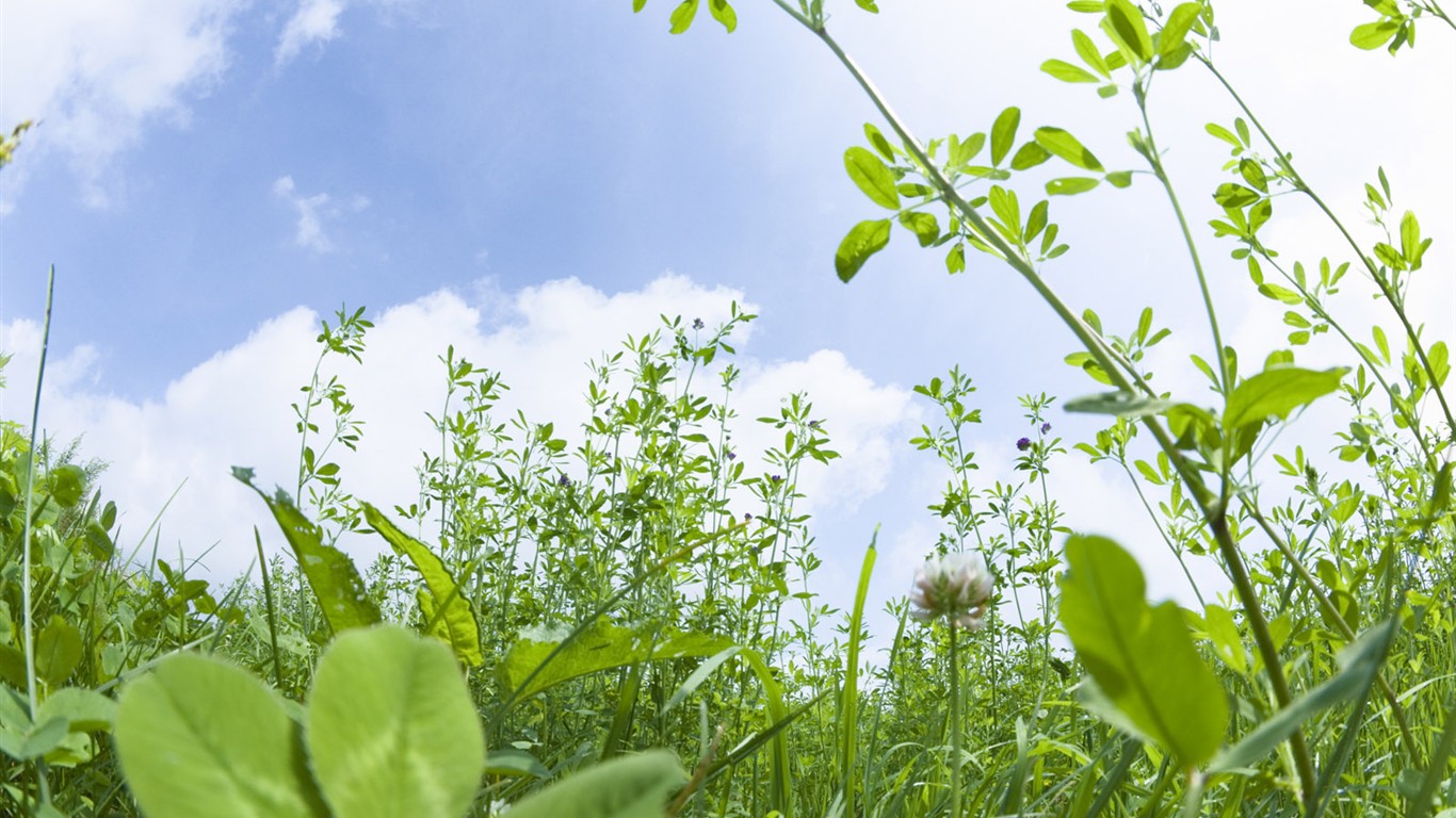 Green Grass wallpaper (4) #3 - 1366x768