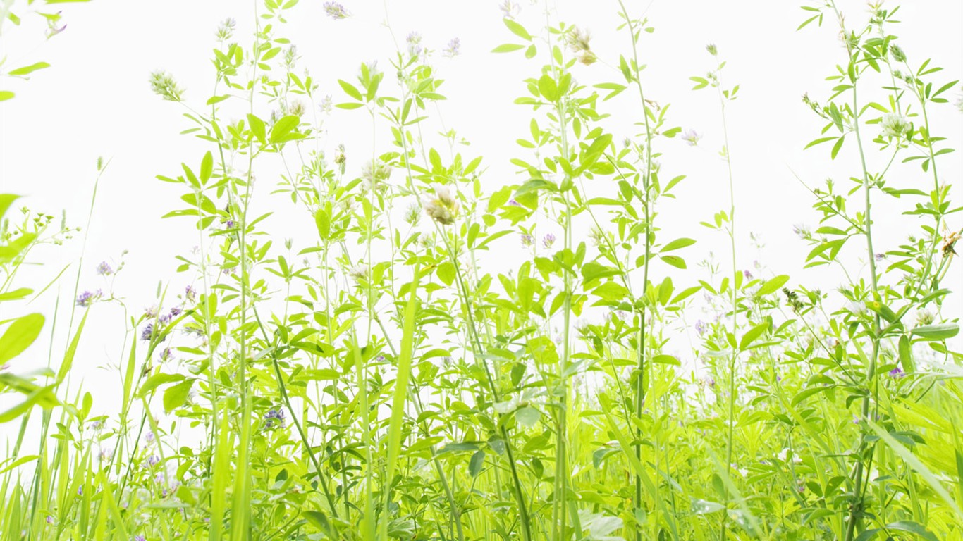 Green Grass wallpaper (4) #4 - 1366x768