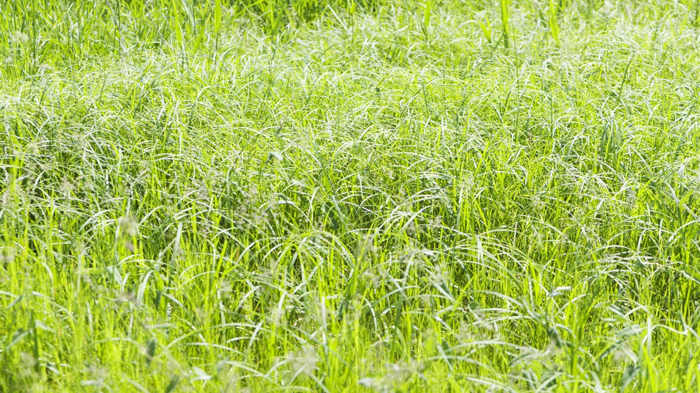 Green Grass wallpaper (4) #7 - 1366x768