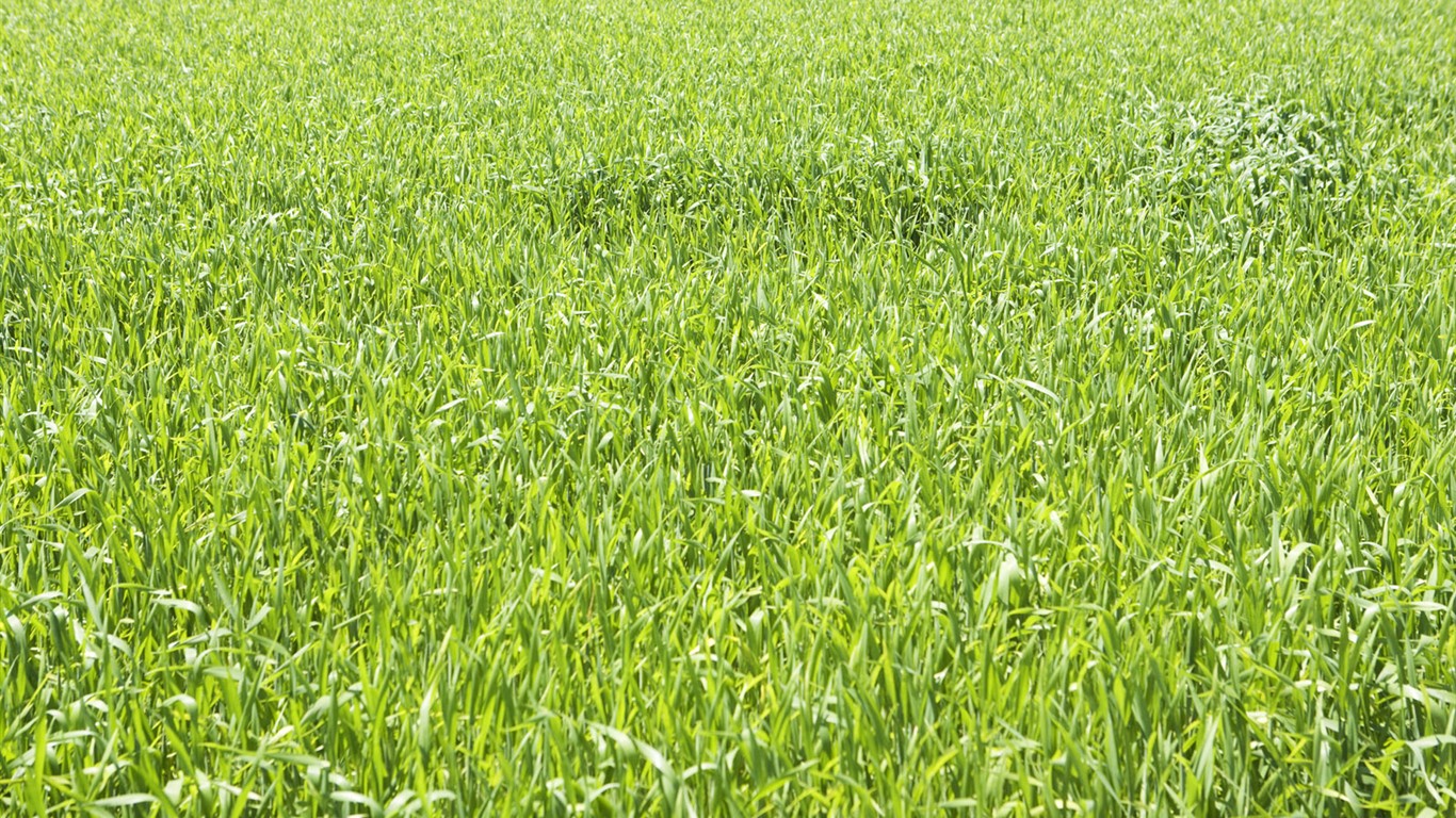 Green Grass wallpaper (4) #8 - 1366x768