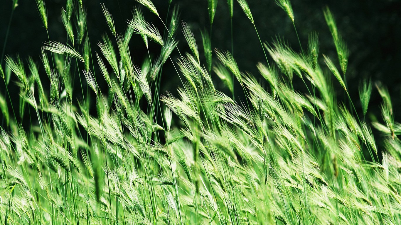 Vista 植物壁紙(一) #11 - 1366x768