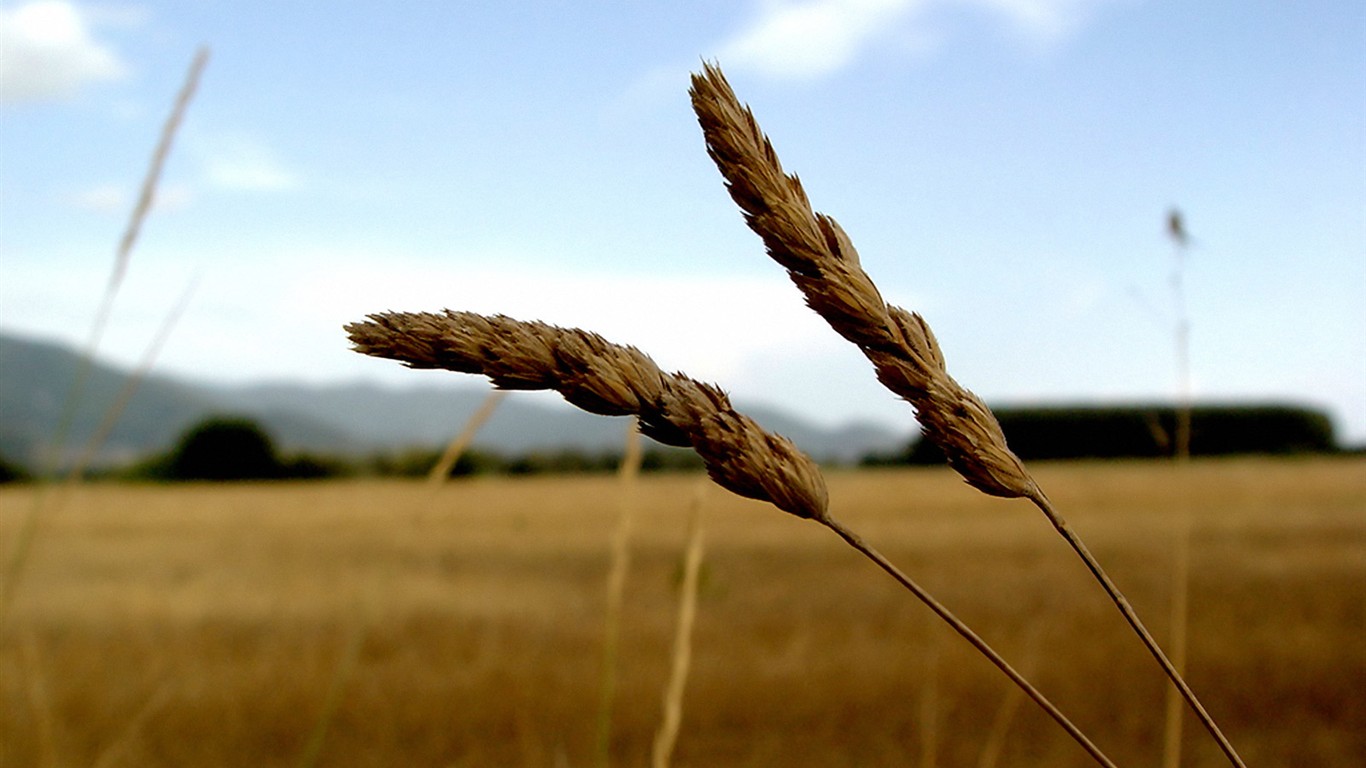 Vista 植物壁紙(一) #19 - 1366x768