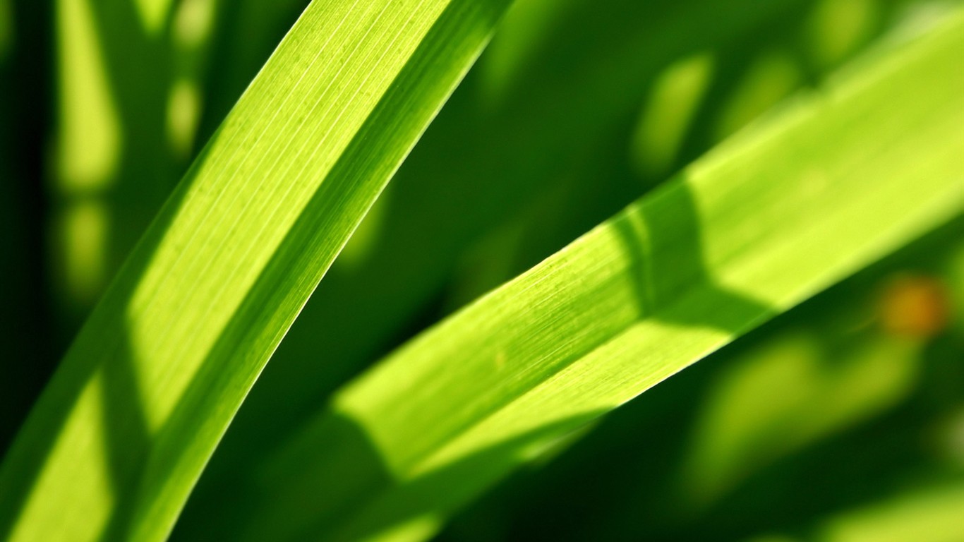 Vista 植物壁紙(二) #9 - 1366x768