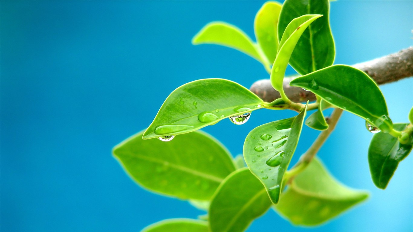 Vista 植物壁紙(二) #10 - 1366x768
