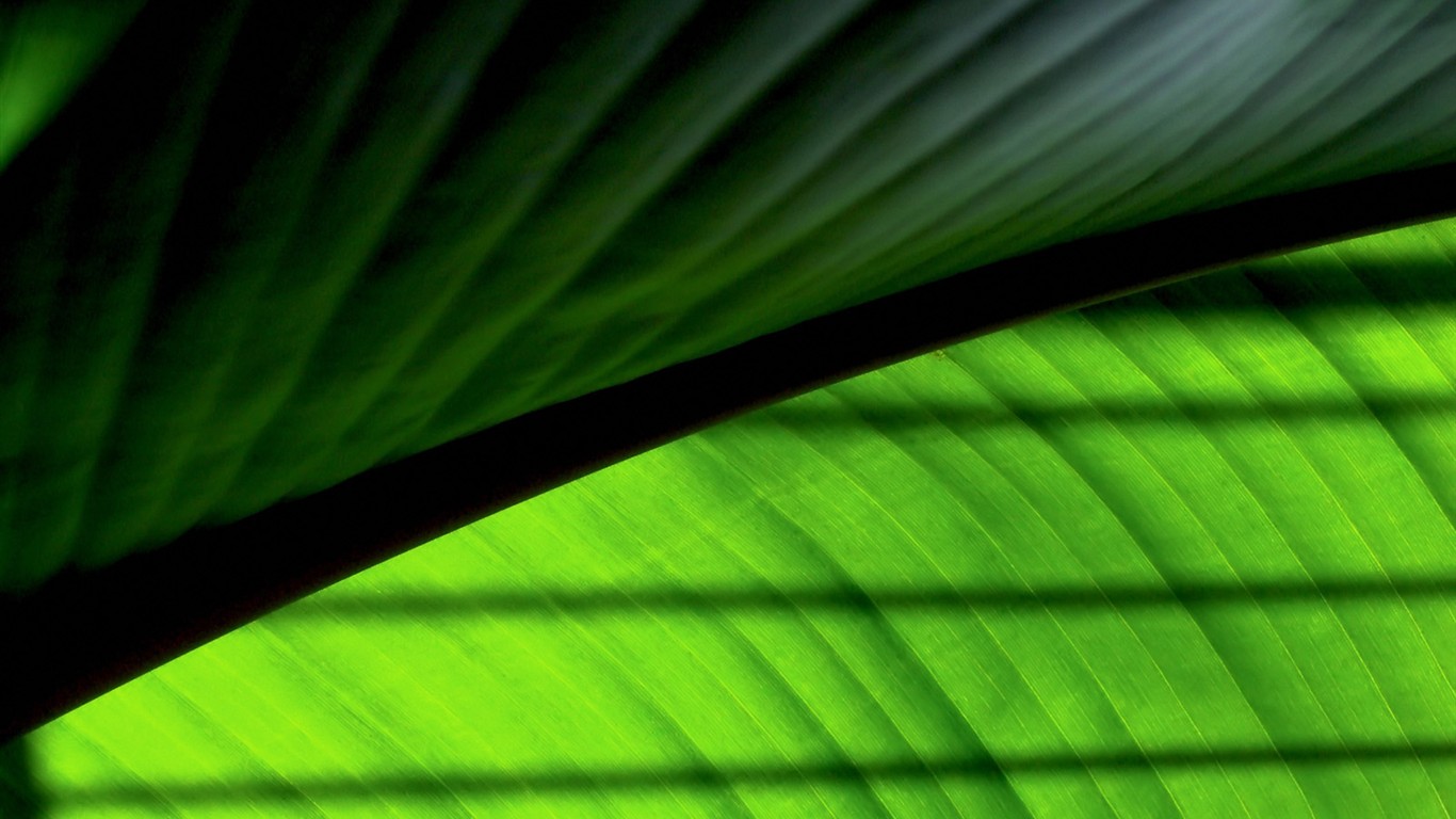 Vista 植物壁紙(二) #14 - 1366x768