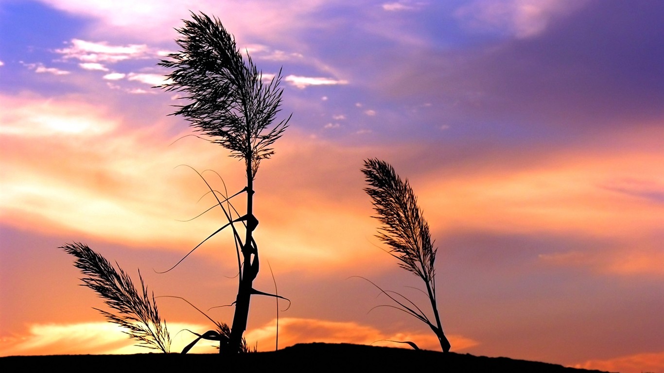 Vista Plant wallpaper (2) #15 - 1366x768