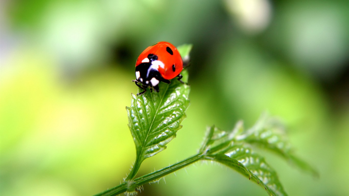 Vista 植物壁紙(二) #16 - 1366x768
