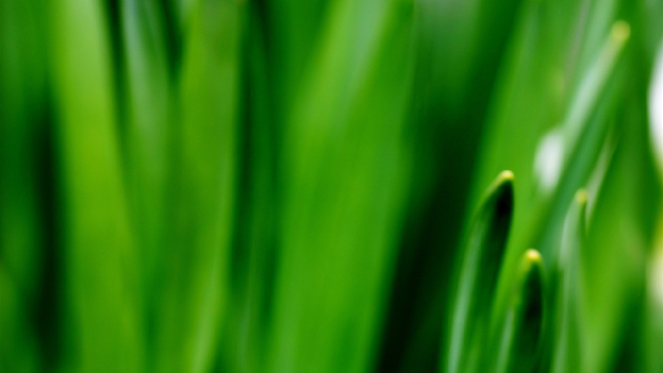 Vista Plant wallpaper (2) #17 - 1366x768