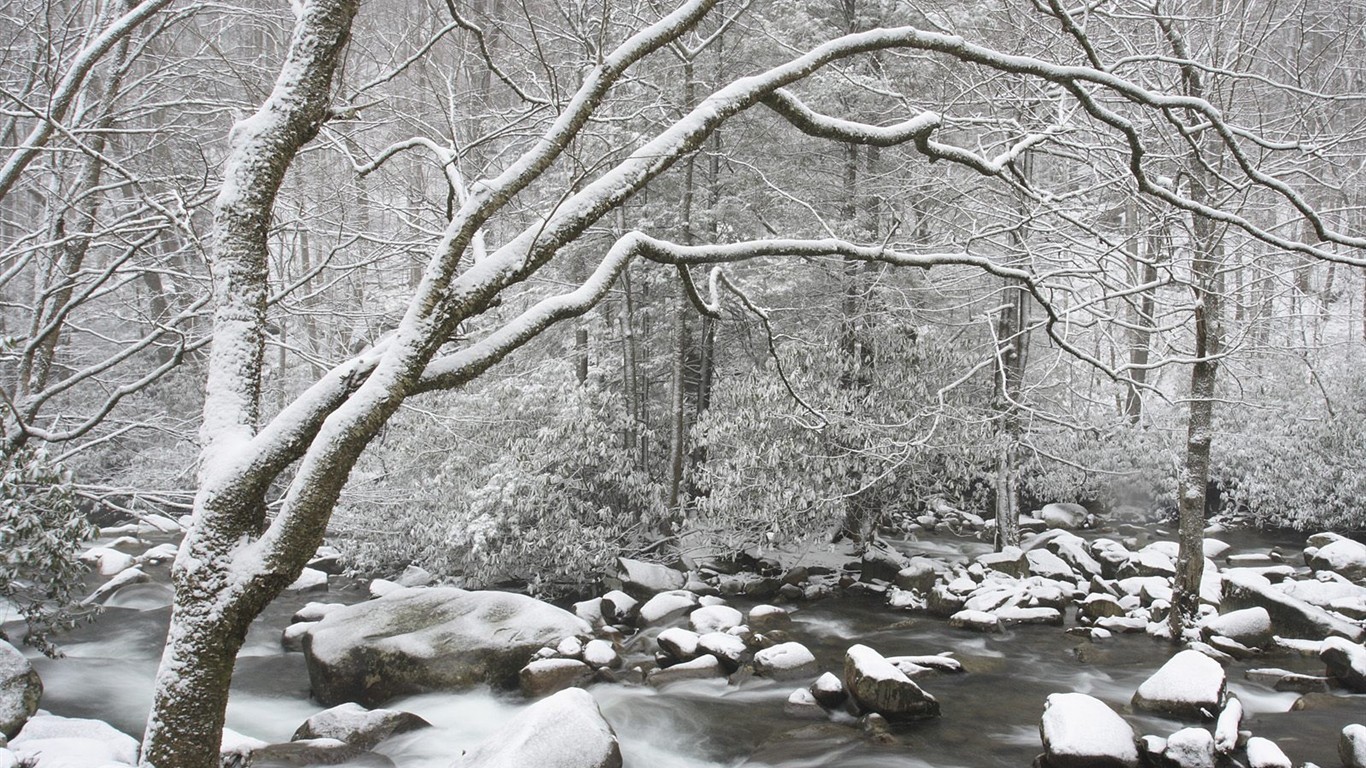 forêt, la neige fond d'écran (3) #12 - 1366x768