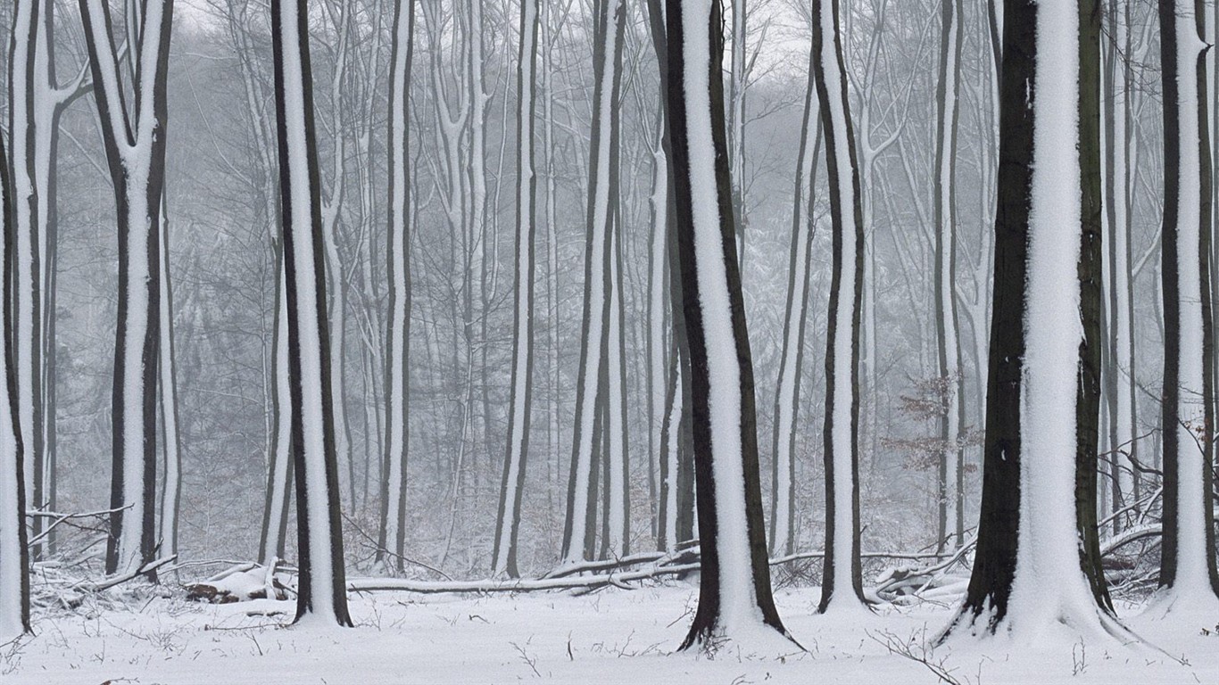 Sníh lesa tapetu (3) #13 - 1366x768