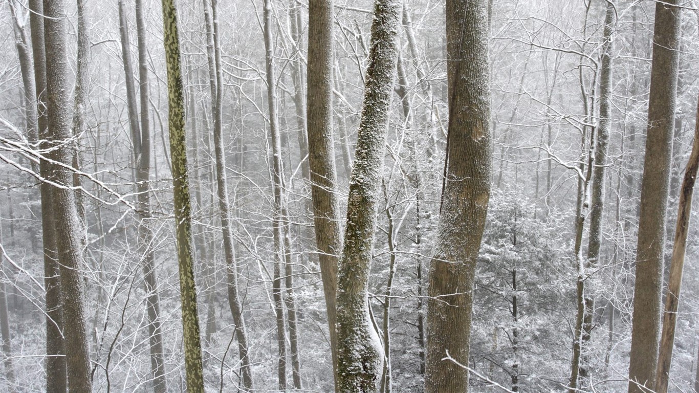 白雪森林(三) #14 - 1366x768