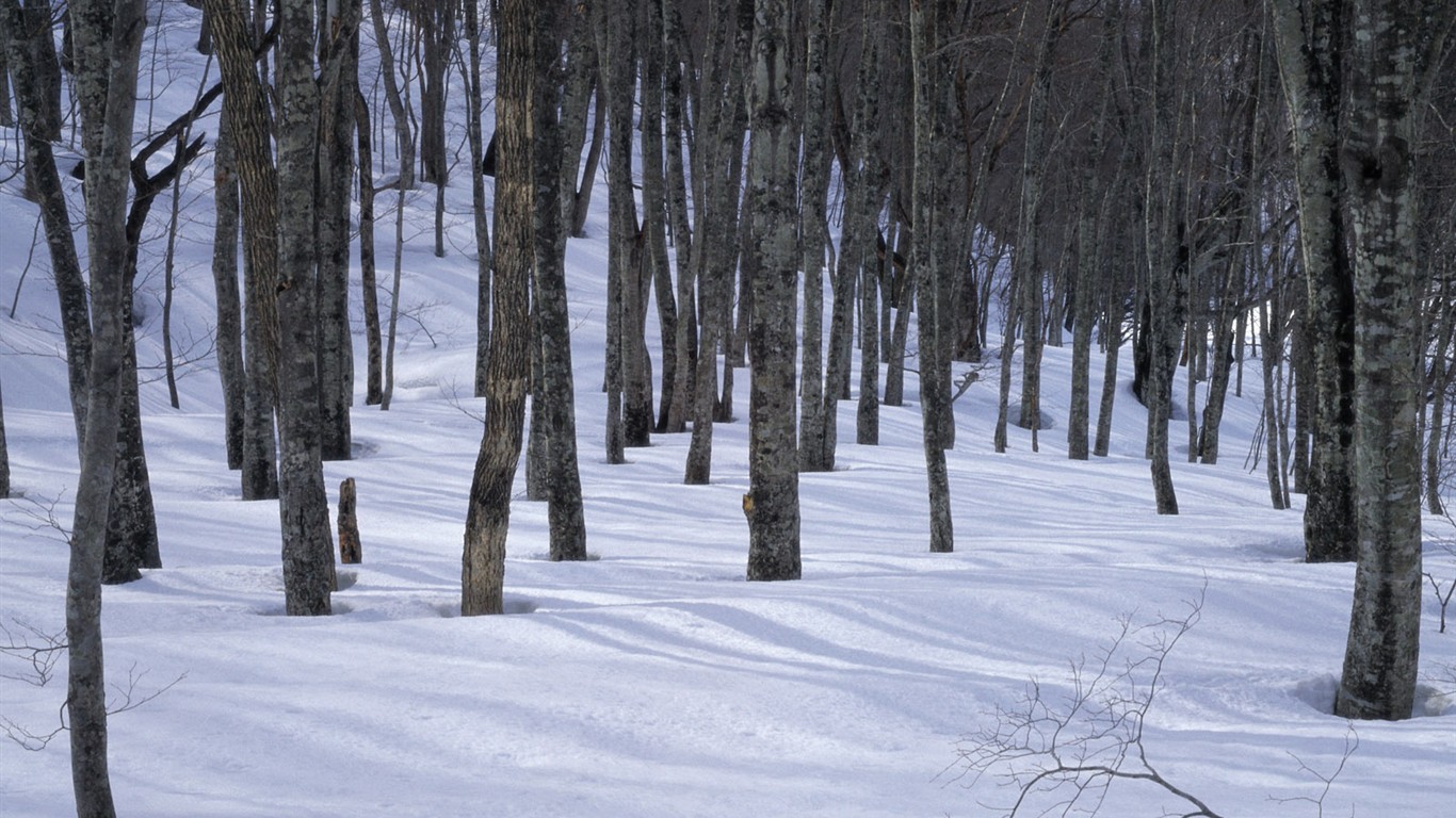 Snow forest wallpaper (3) #17 - 1366x768