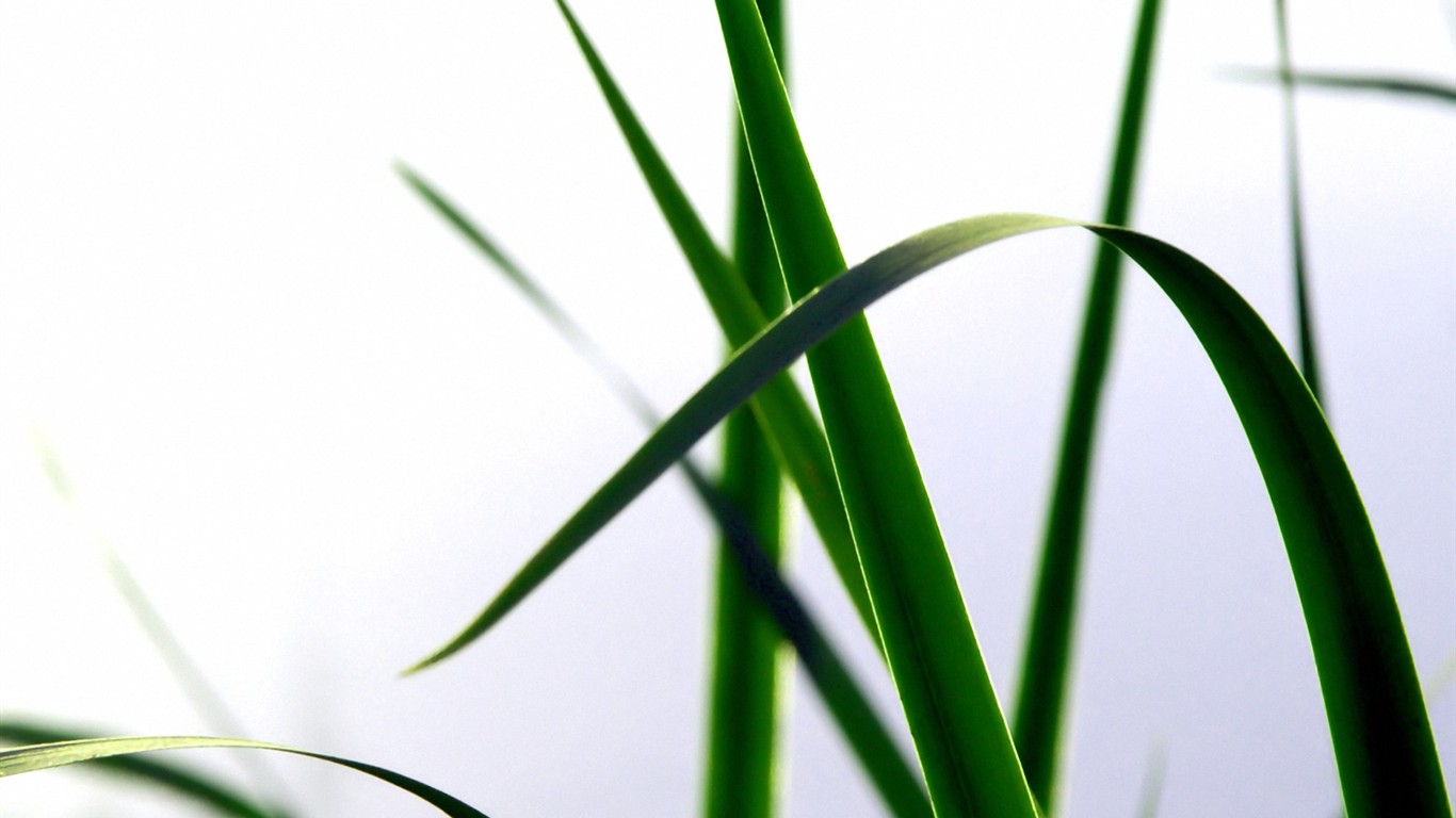 Vista 植物壁紙(三) #1 - 1366x768