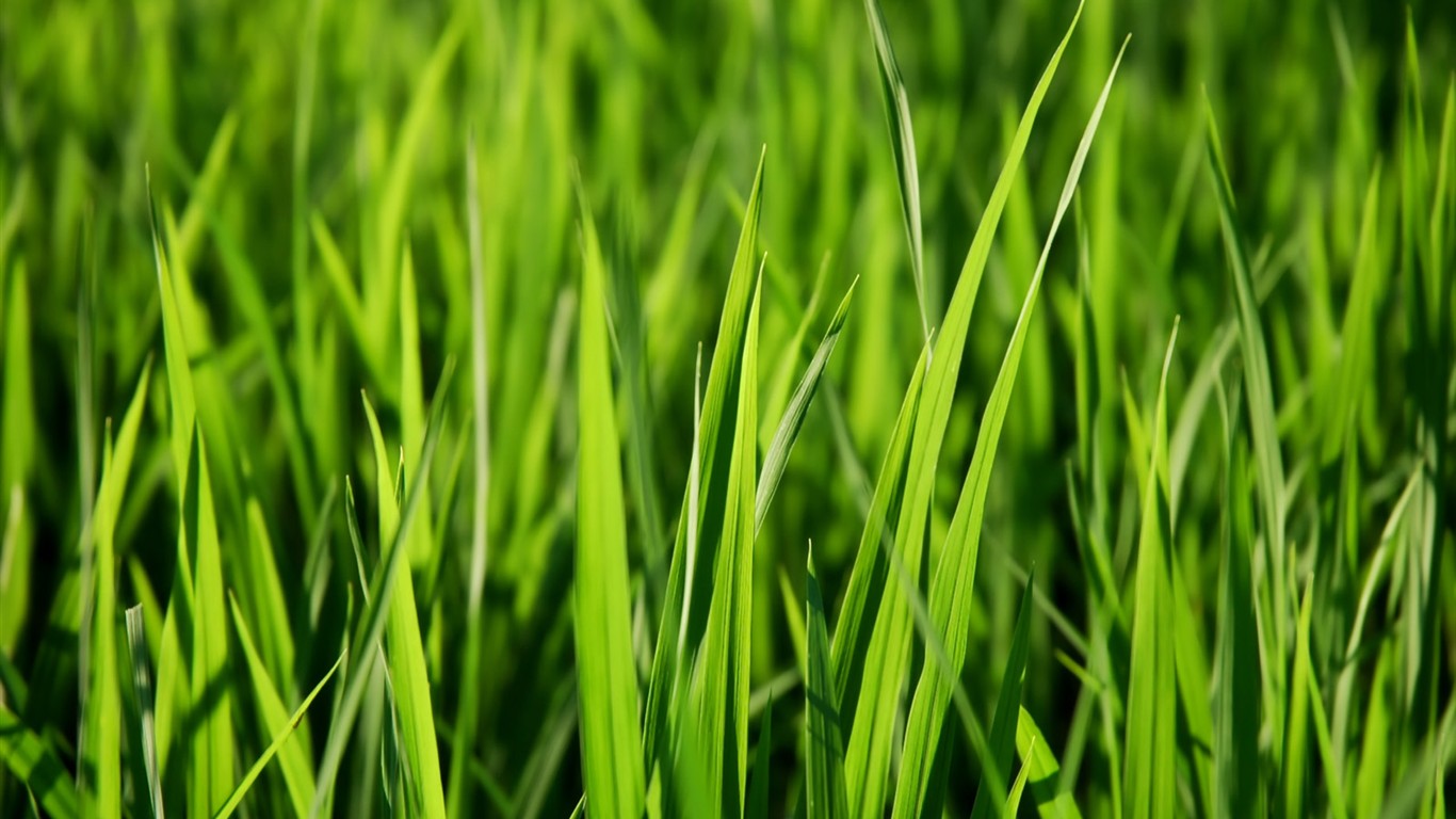 Vista 植物壁紙(三) #3 - 1366x768