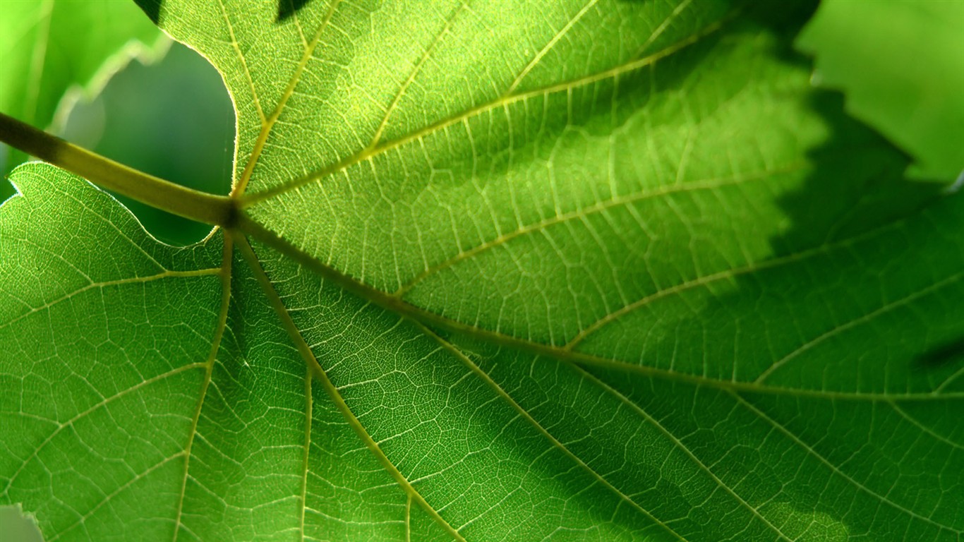 Vista 植物壁紙(三) #5 - 1366x768