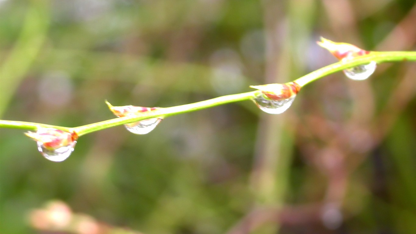 Vista 植物壁紙(三) #6 - 1366x768