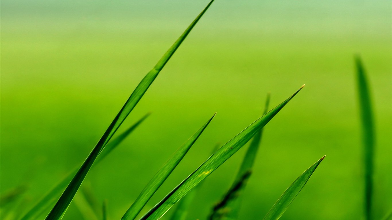 Vista 植物壁紙(三) #7 - 1366x768