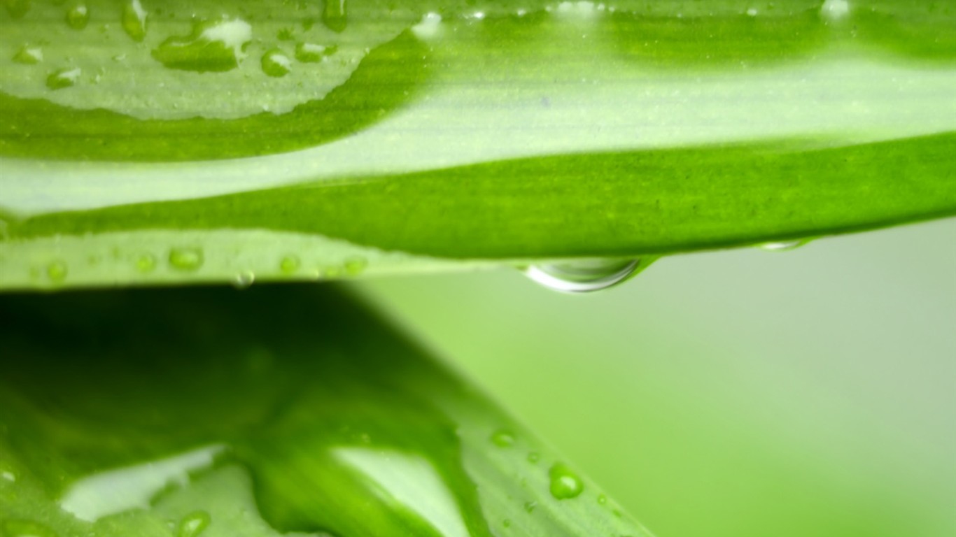 Vista 植物壁紙(三) #8 - 1366x768