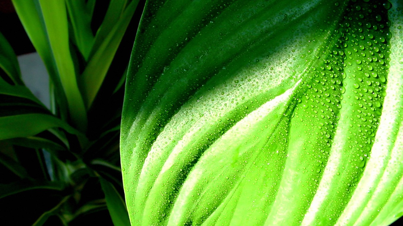 Vista 植物壁紙(三) #11 - 1366x768