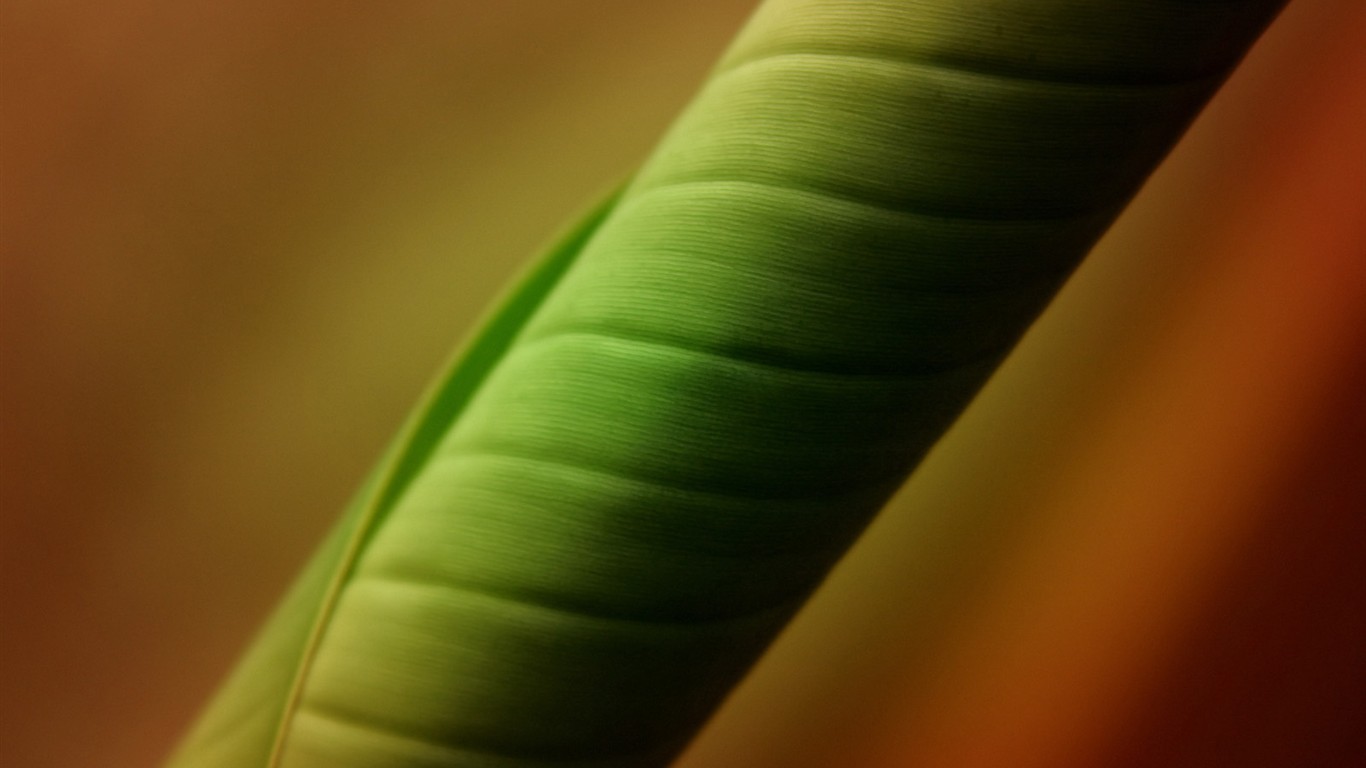 Vista 植物壁紙(三) #13 - 1366x768
