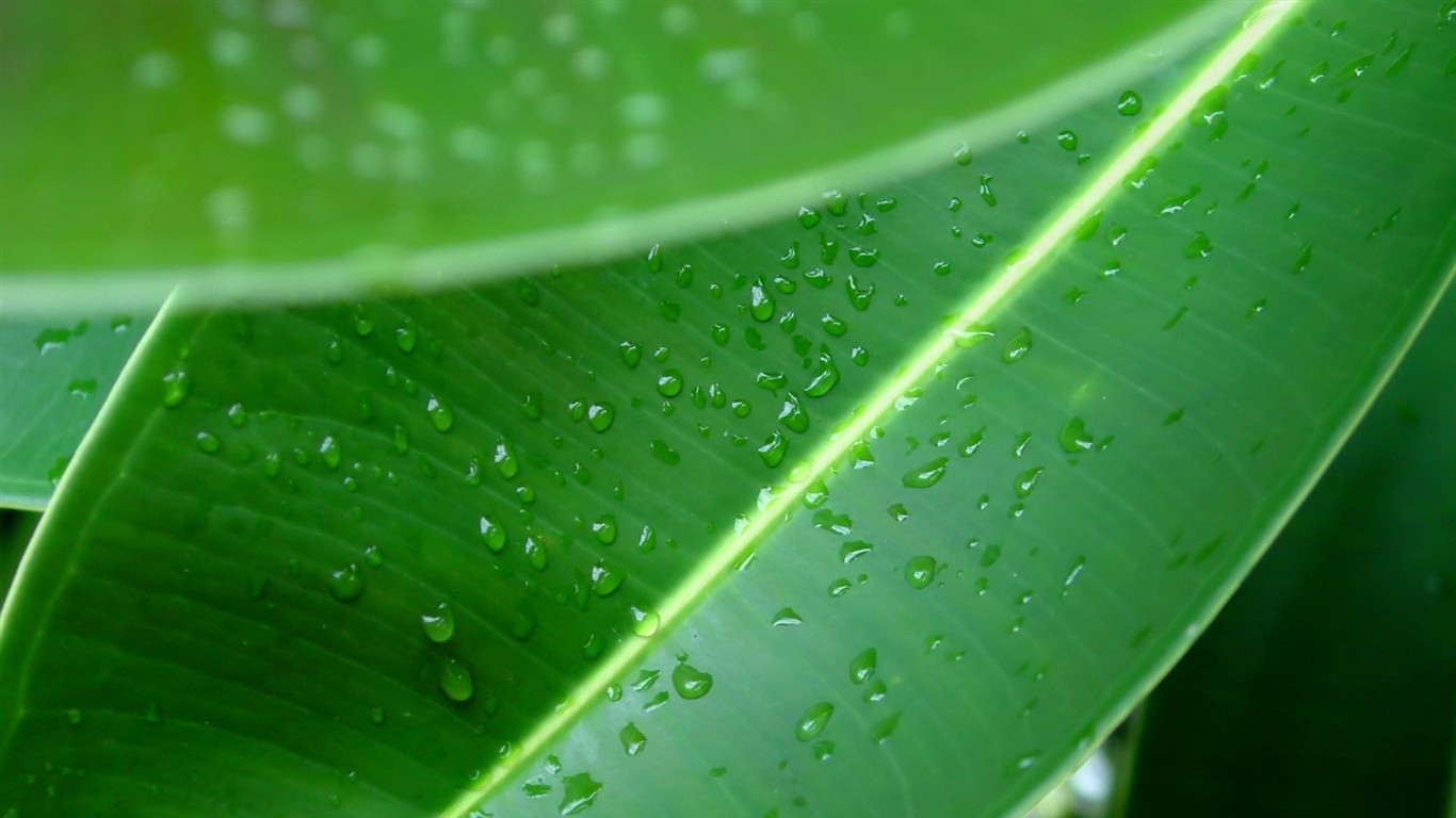 Vista 植物壁紙(三) #14 - 1366x768