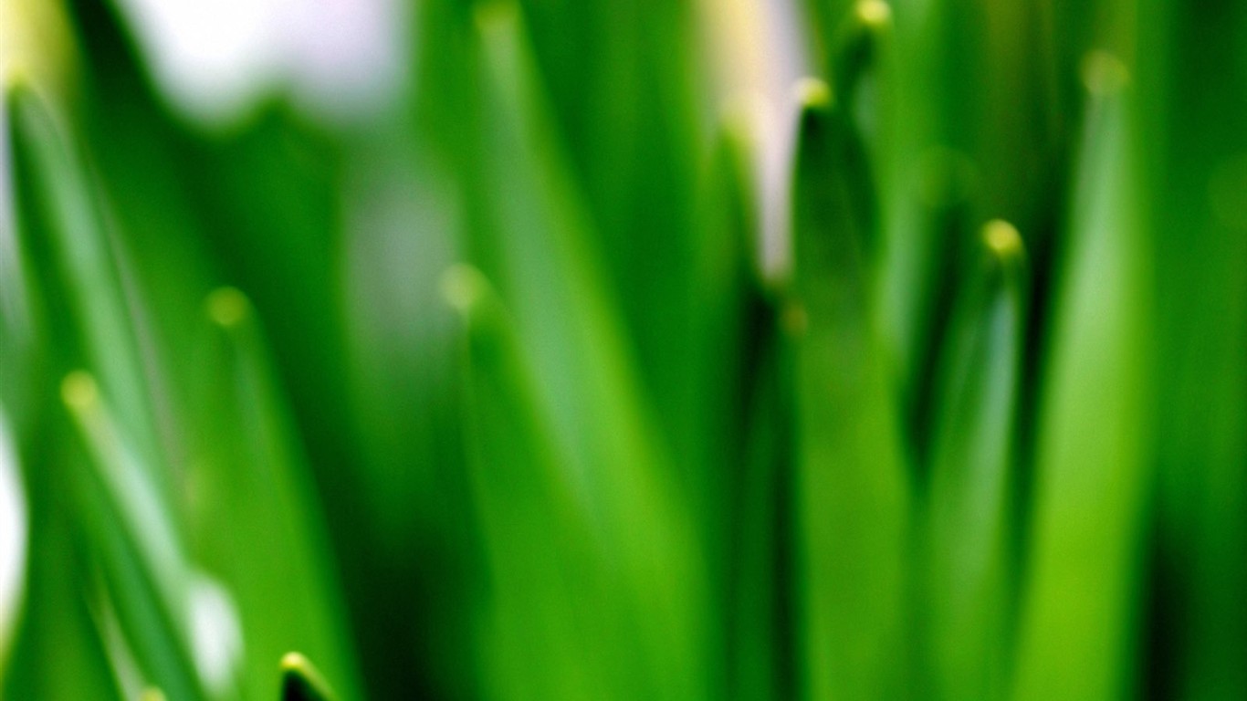 Vista 植物壁紙(三) #16 - 1366x768