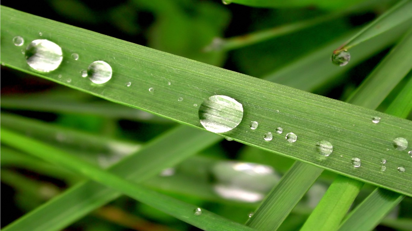 Vista 植物壁纸(三)17 - 1366x768