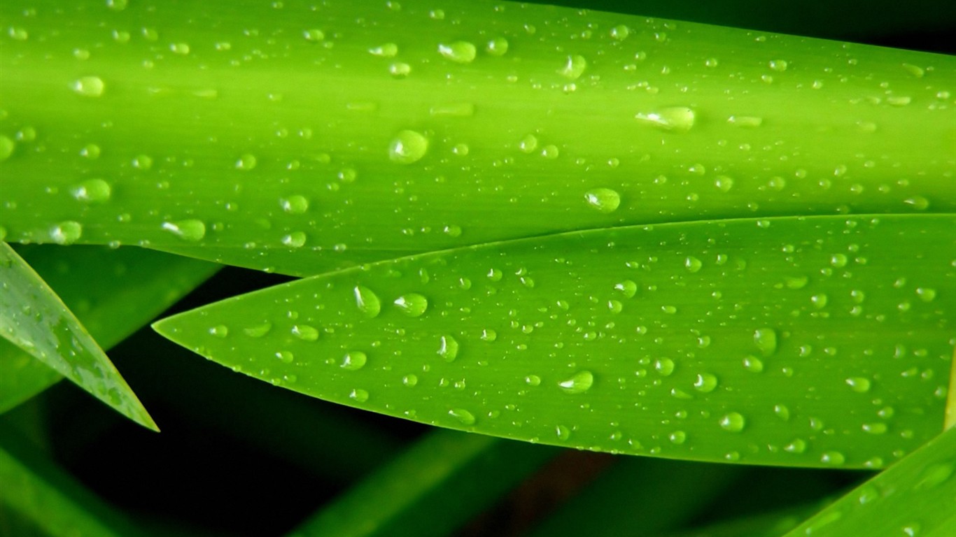 Vista 植物壁紙(三) #18 - 1366x768