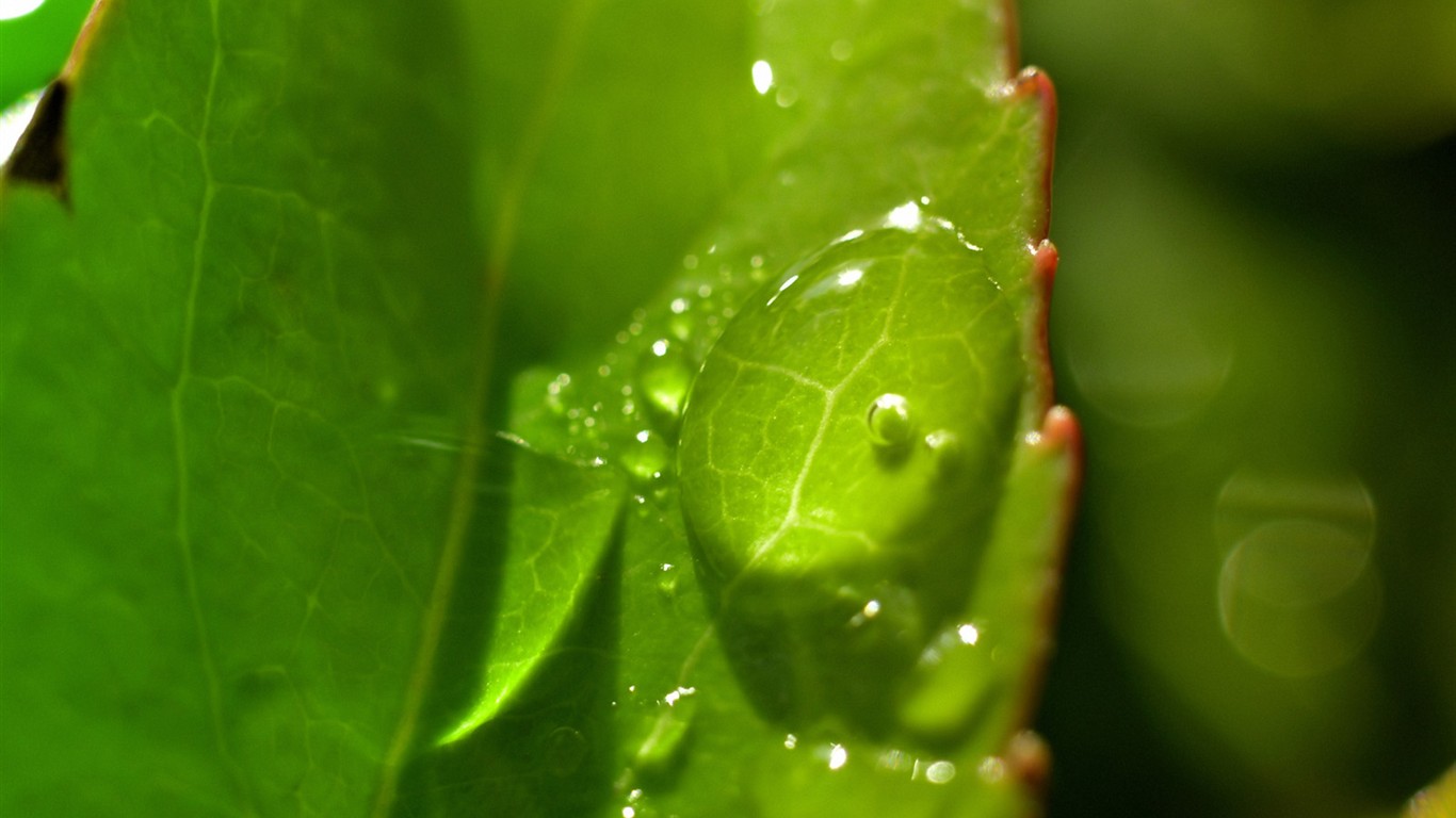 Vista 植物壁紙(三) #20 - 1366x768