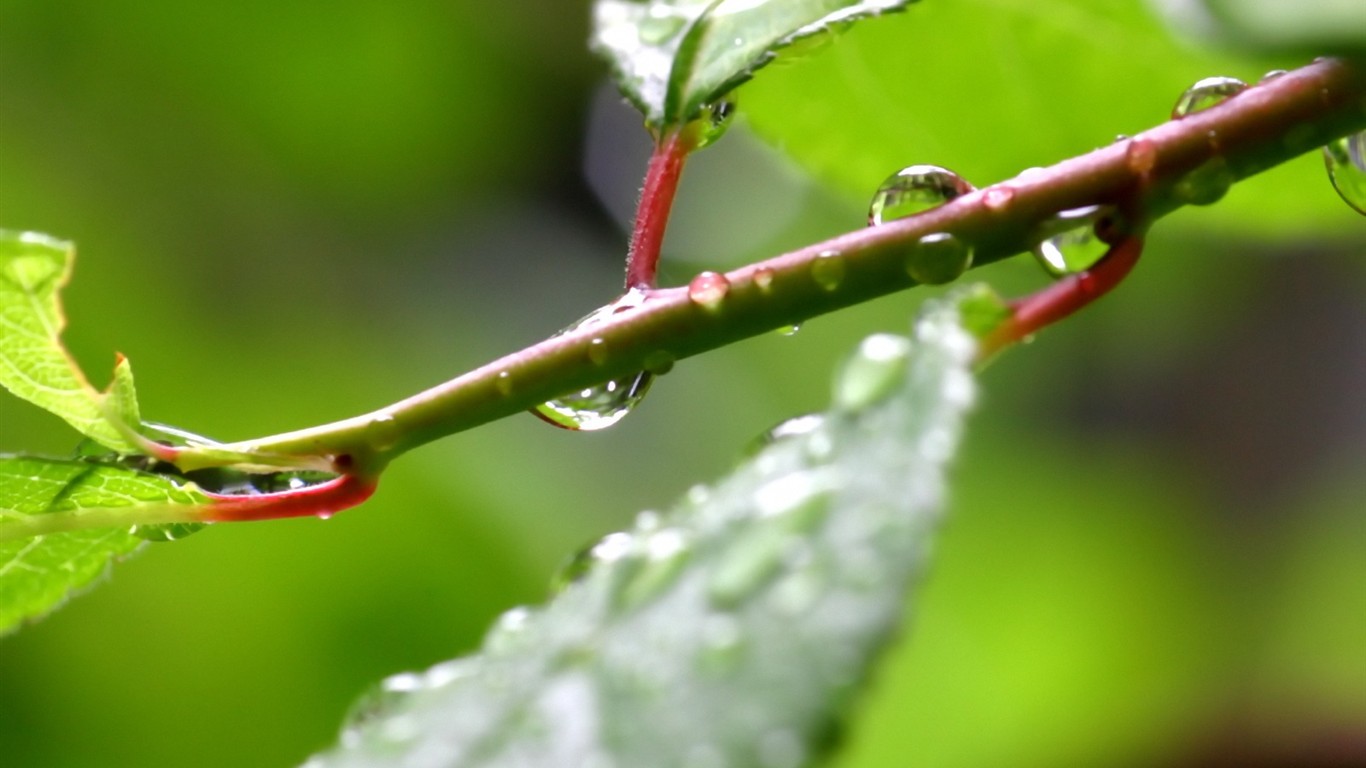 Vista 植物壁纸(四)2 - 1366x768