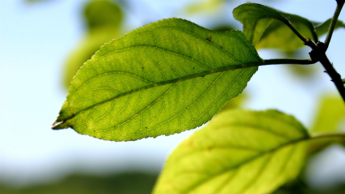 Vista 植物壁紙(四) #4 - 1366x768