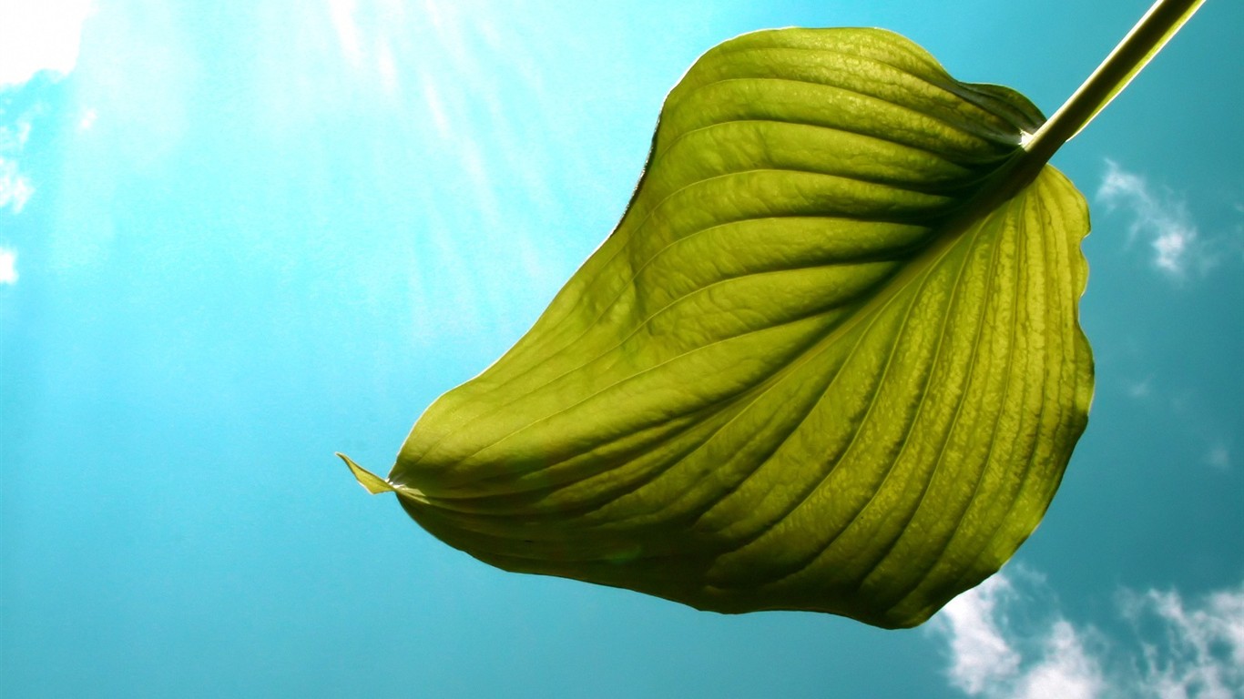 Vista 植物壁紙(四) #5 - 1366x768