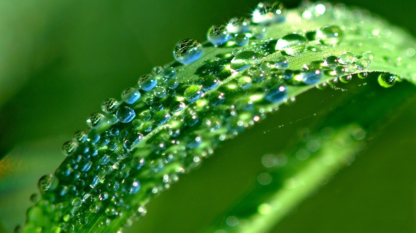 Vista 植物壁紙(四) #11 - 1366x768
