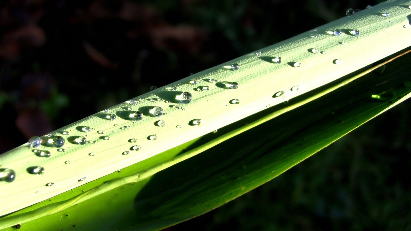 Vista 植物壁纸(四)13 - 1366x768