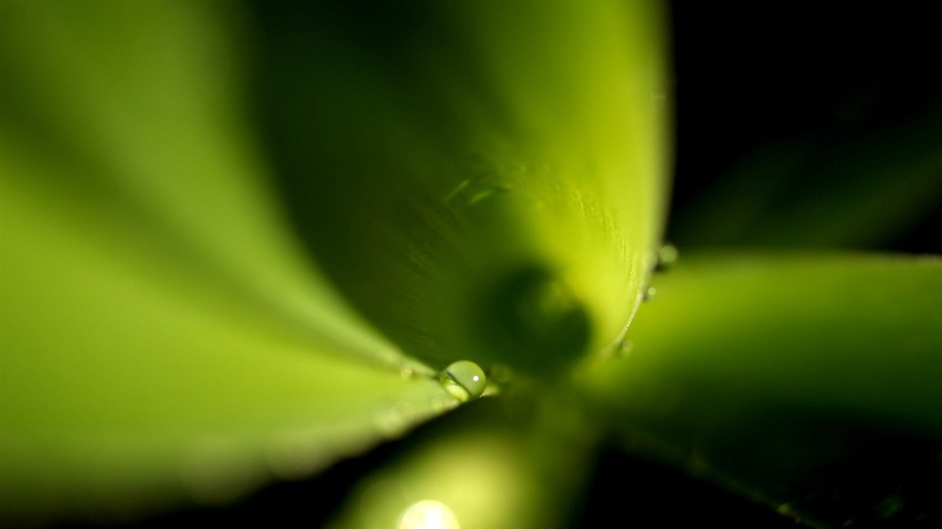 Vista Planta de fondo de pantalla (4) #14 - 1366x768