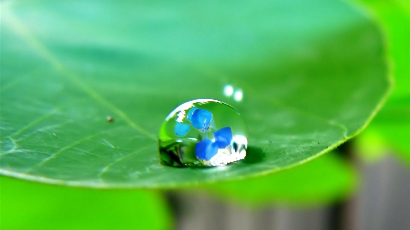 Vista 植物壁紙(四) #20 - 1366x768