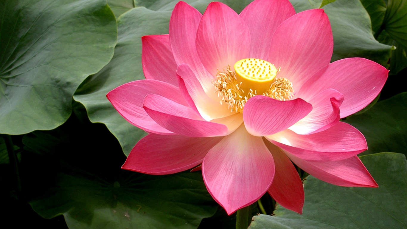 Beau fond d'écran de lotus #25 - 1366x768