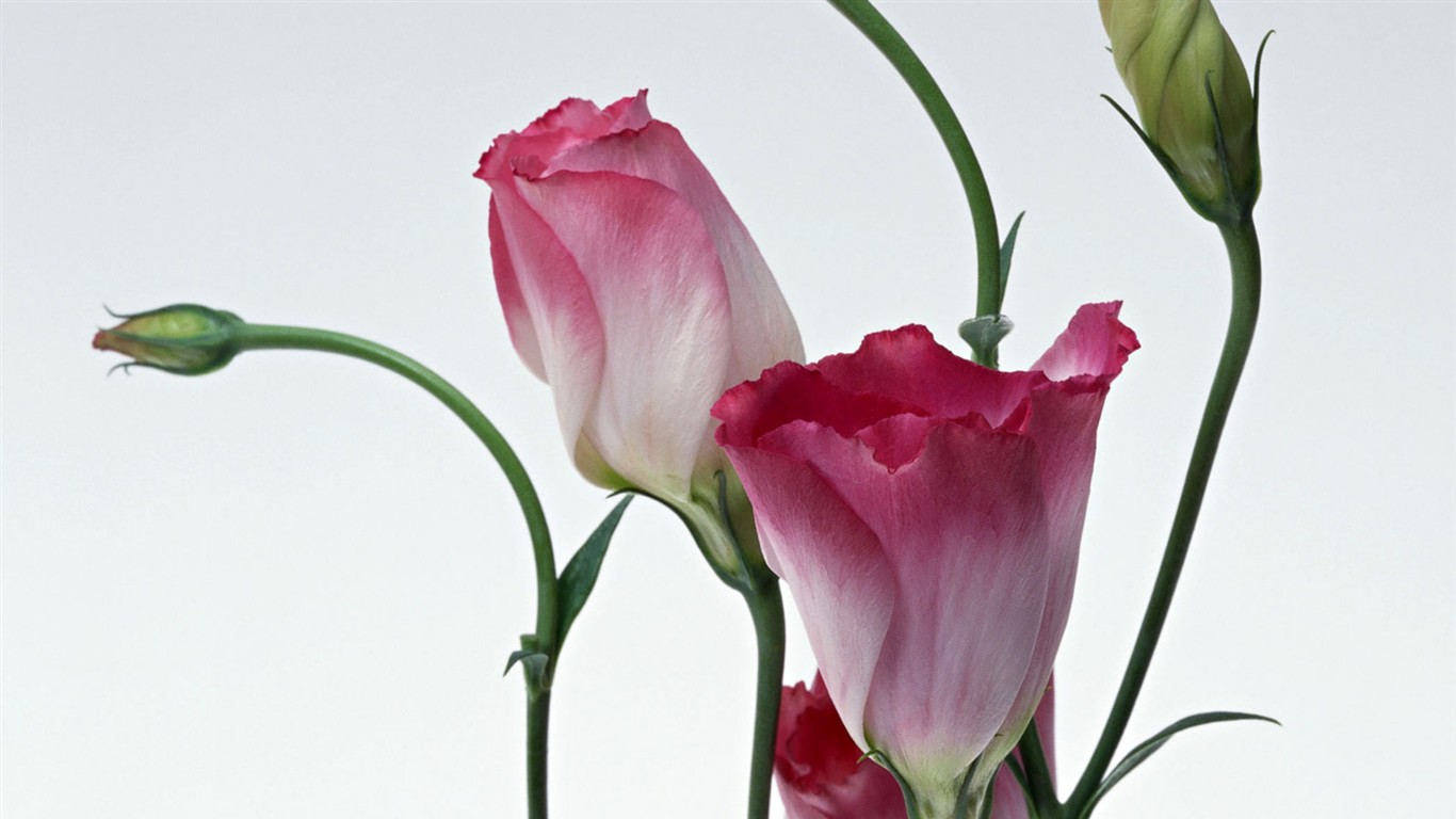 Flower Desktop Wallpaper Selection (1) #2 - 1366x768