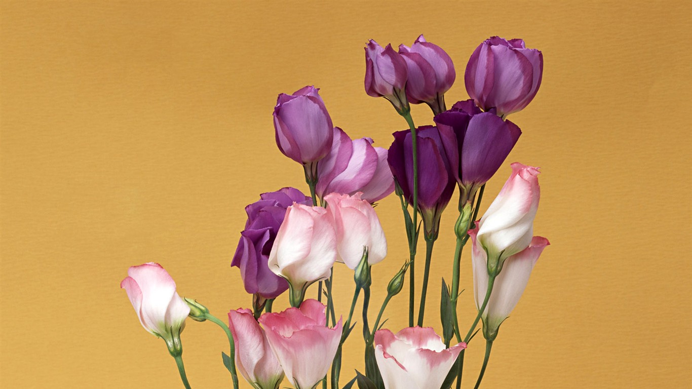 桌面鮮花壁紙精選(一) #3 - 1366x768